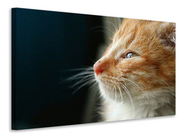 canvas-print-kitten-nose