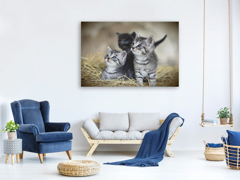 canvas-print-kitten-trio