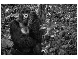 canvas-print-kwitonda-silverback