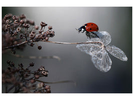 canvas-print-ladybird-on-hydrangea