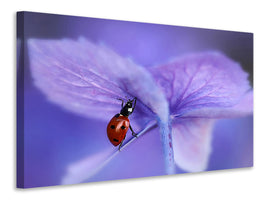 canvas-print-ladybird-on-purple-hydrangea