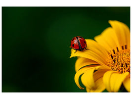 canvas-print-ladybug-on-the-sunflower