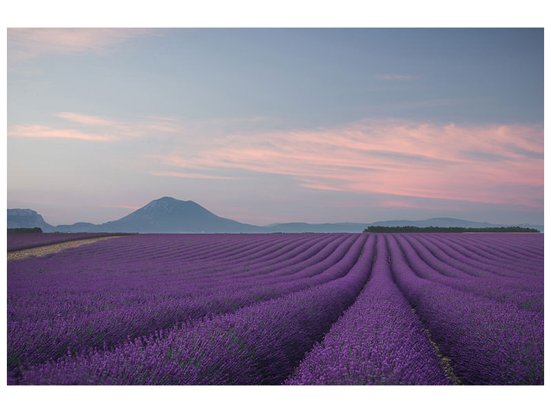 canvas-print-lavender-field