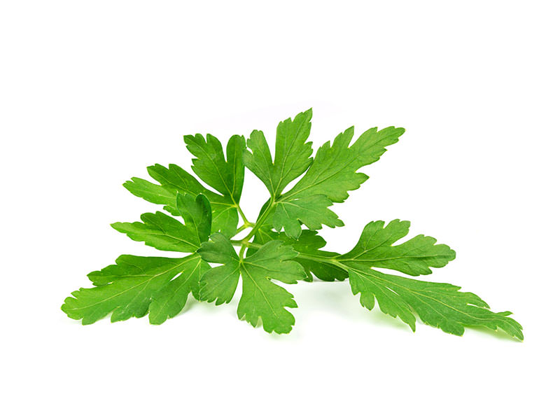 canvas-print-leaves-of-parsley