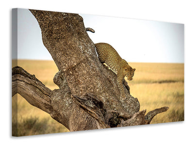 canvas-print-leopard-serengheti-tanzania