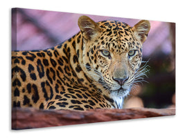 canvas-print-leopard