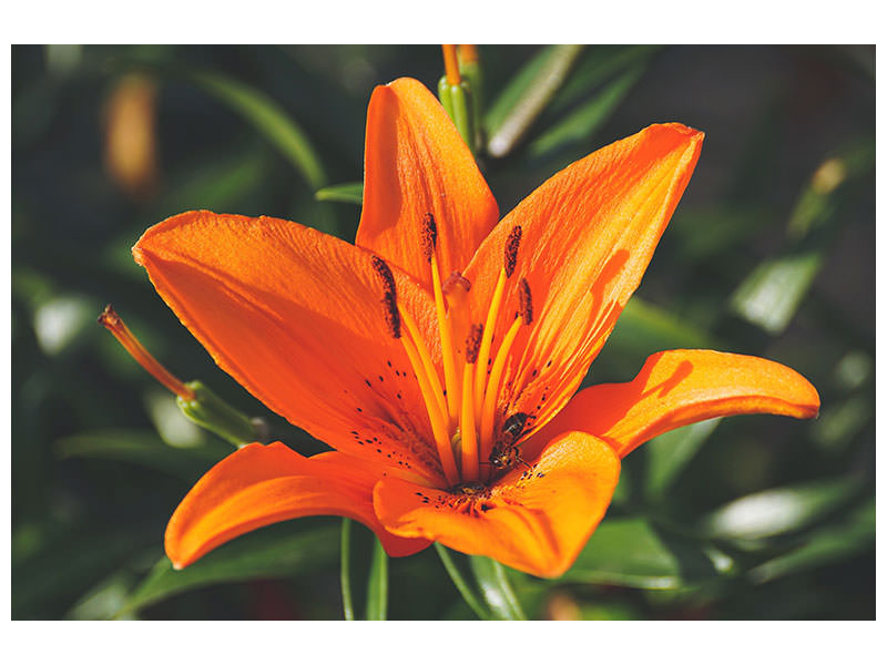 canvas-print-lilies-blossom-in-orange-xl