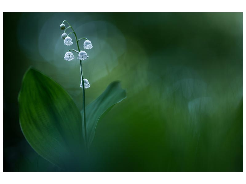 canvas-print-lilly-of-the-valley-x