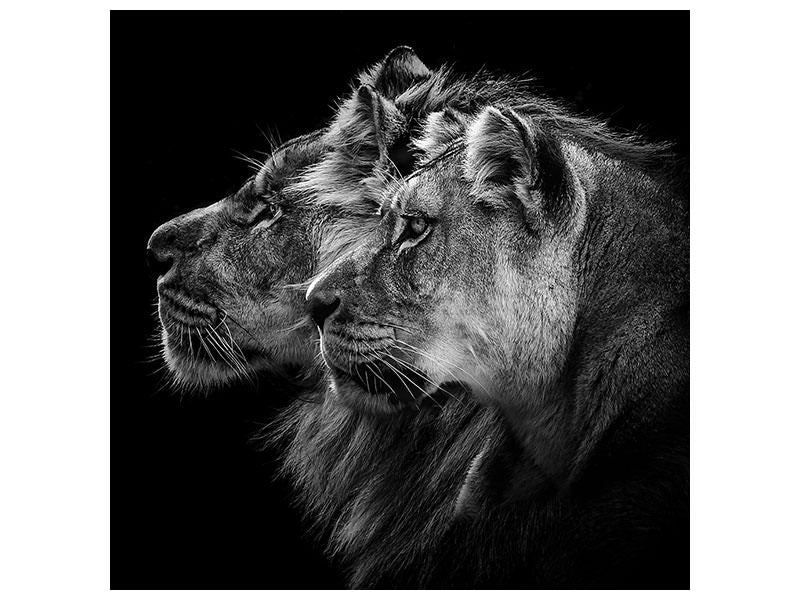 canvas-print-lion-and-lioness-portrait