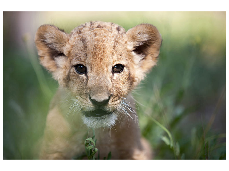 canvas-print-lion-baby