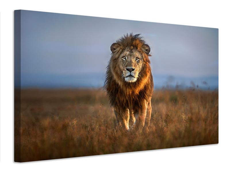 canvas-print-lion-close-up-x