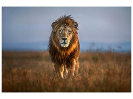 canvas-print-lion-close-up-x