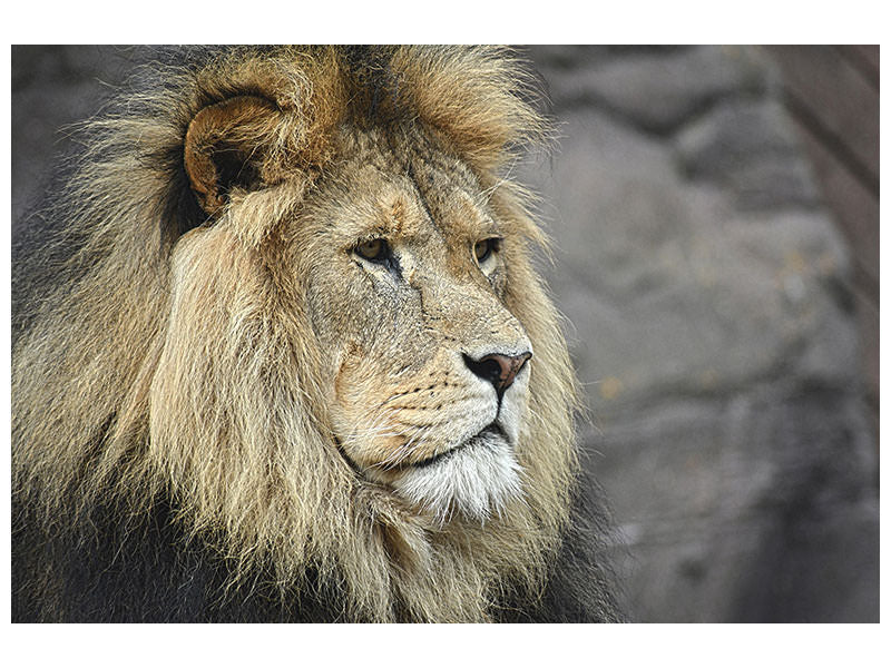 canvas-print-lion-head-xl