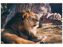 canvas-print-lion-is-sunning-himself