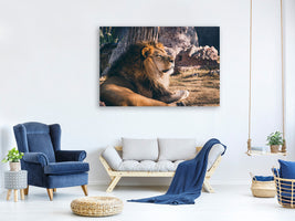 canvas-print-lion-is-sunning-himself