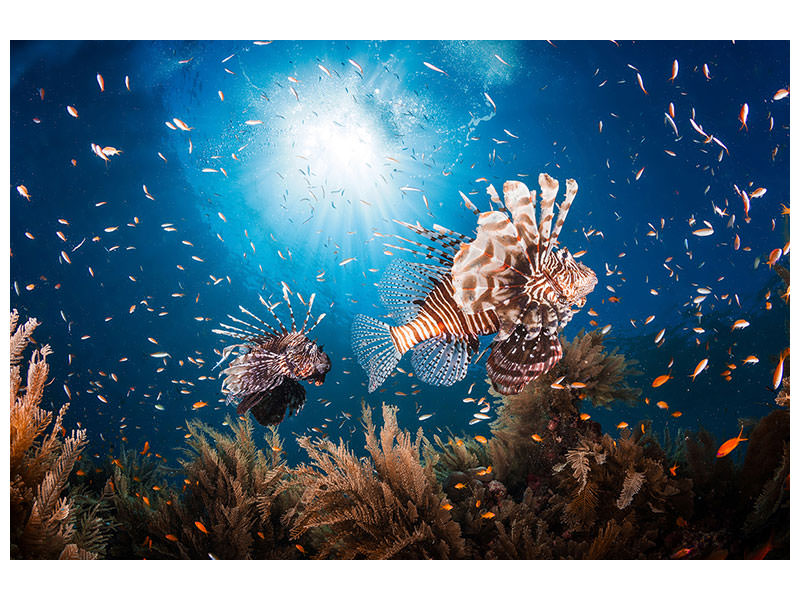 canvas-print-lionfish-ii