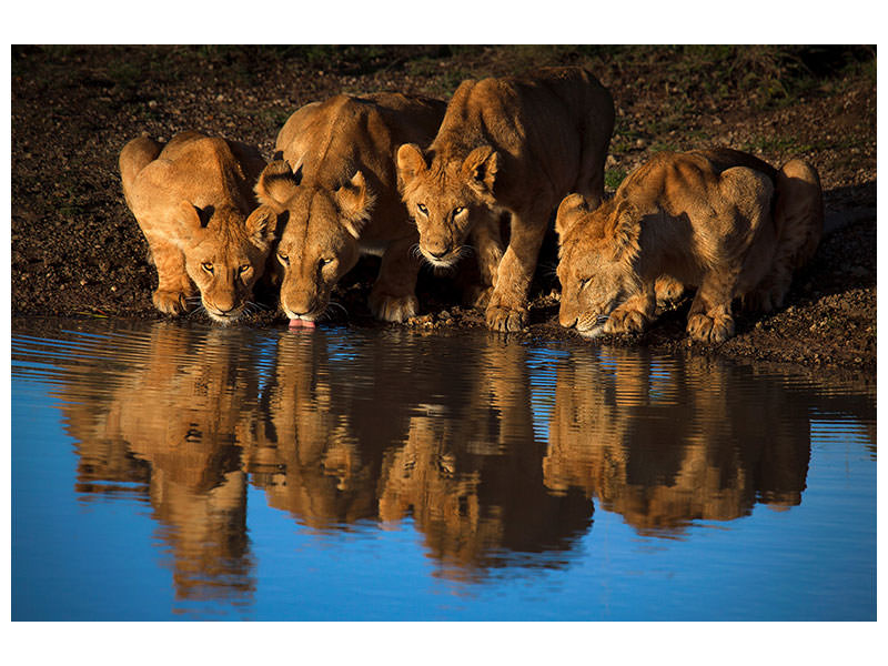 canvas-print-lions-of-mara