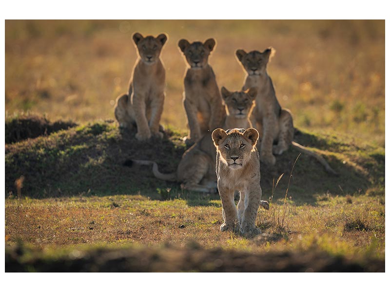 canvas-print-lonely-cubs-x