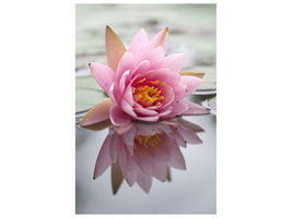 canvas-print-lotus