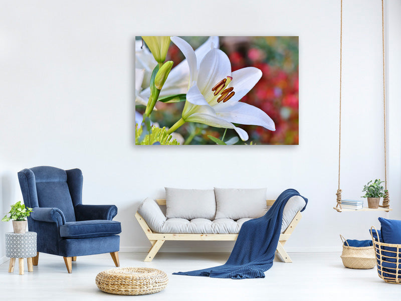 canvas-print-magnificent-lily-in-white