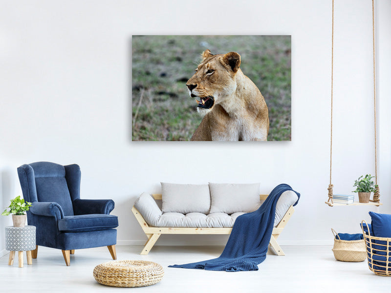 canvas-print-magnificent-lioness