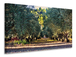 canvas-print-magnificent-olive-trees