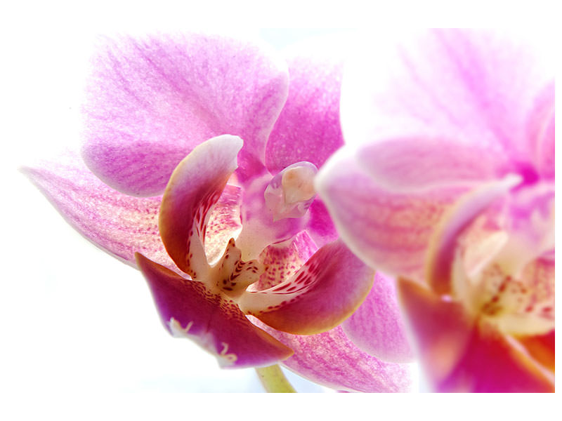 canvas-print-magnificent-phalaenopsis