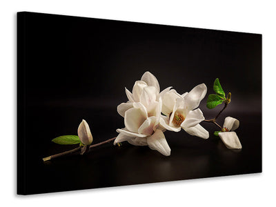 canvas-print-magnolia