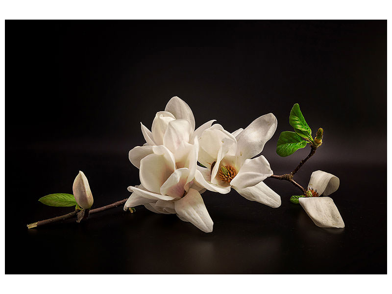 canvas-print-magnolia