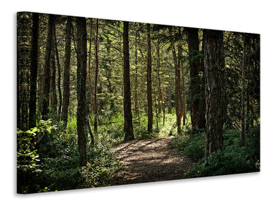 canvas-print-many-trees