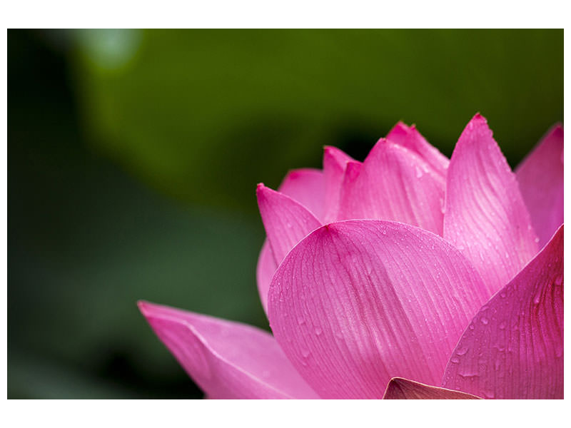 canvas-print-marko-lotus-in-pink