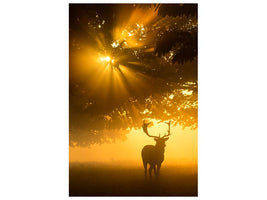 canvas-print-mist-on-tree-cant-stop-sunshine-x