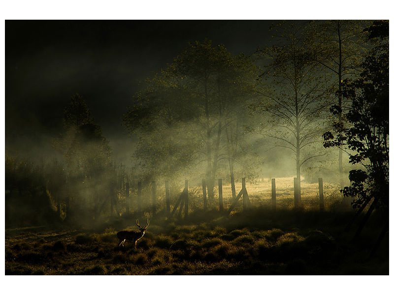 canvas-print-misty-morning-ii