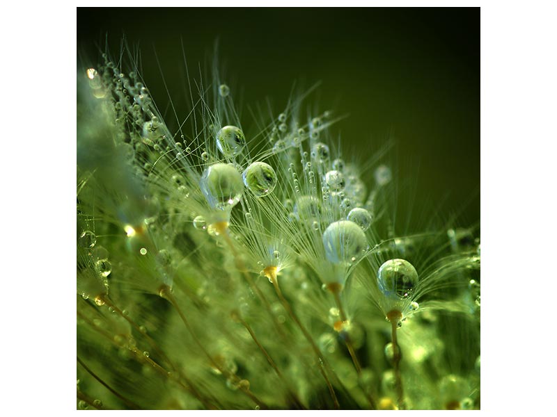 canvas-print-morning-perls-x