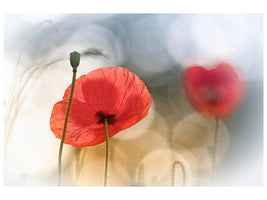 canvas-print-morning-poppies-x