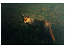 canvas-print-mrfox-x