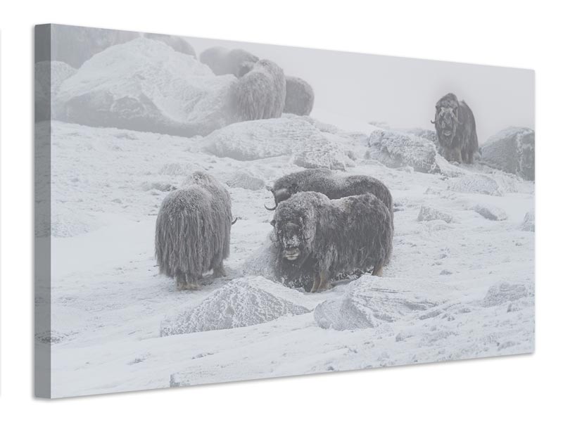 canvas-print-muskox-x