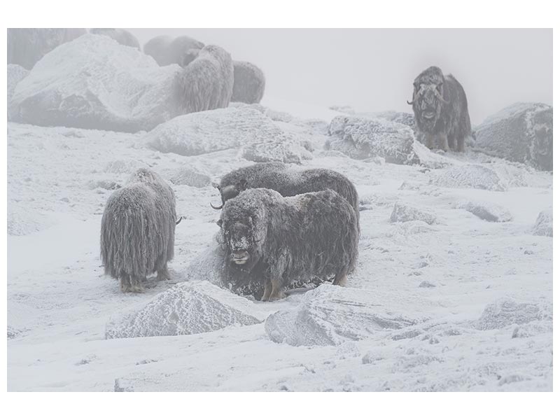 canvas-print-muskox-x