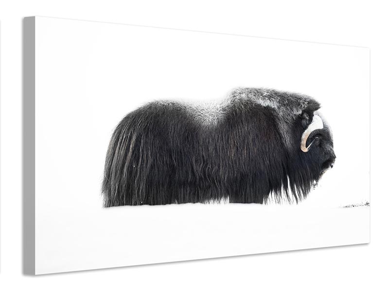 canvas-print-muskox-xzp