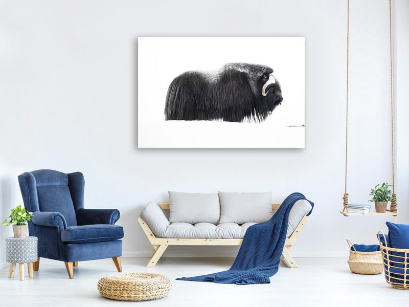 canvas-print-muskox-xzp