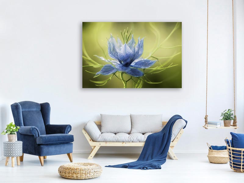 canvas-print-nigella-x