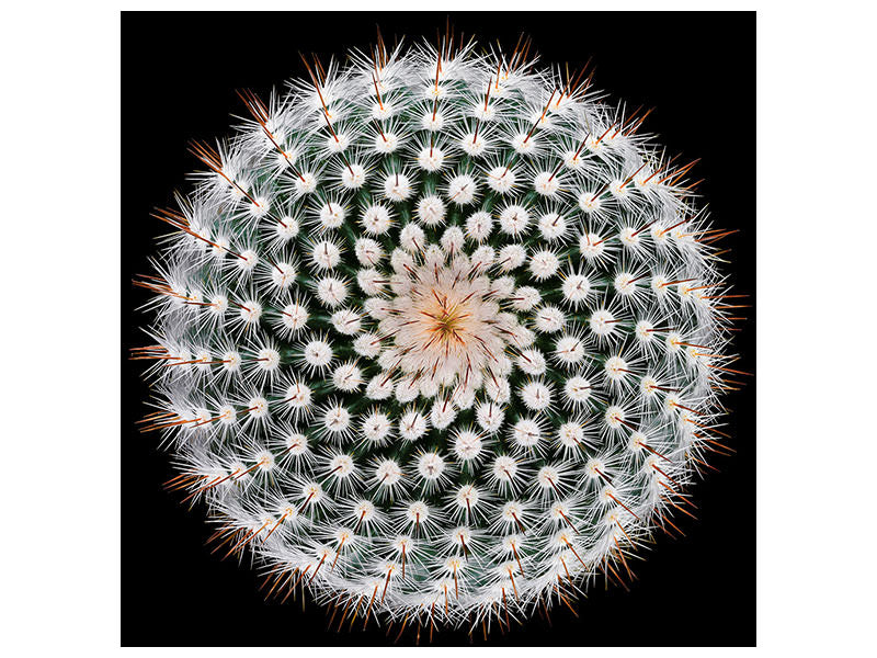 canvas-print-notocactus-scopa