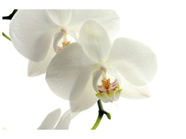 canvas-print-orchids-bloom