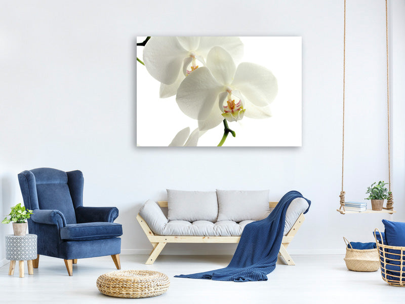 canvas-print-orchids-bloom