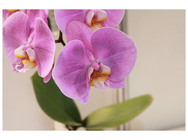 canvas-print-orchids-with-purple-flowers-in-xl