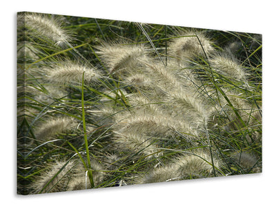 canvas-print-ornamental-grass-in-the-wind