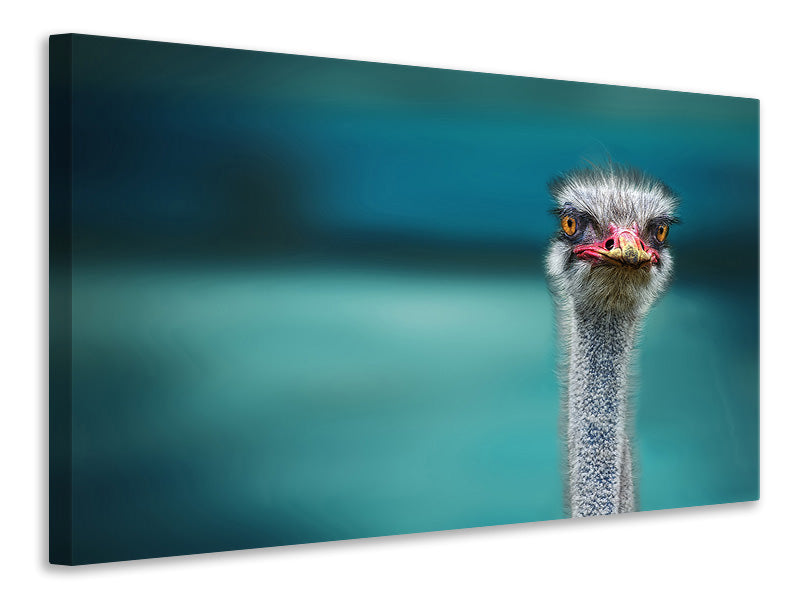 canvas-print-ostrich-protecting-two-poor-chicken-from-the-wind