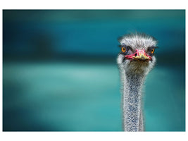 canvas-print-ostrich-protecting-two-poor-chicken-from-the-wind