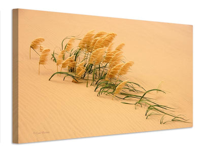 canvas-print-pampas-grass-in-sand-dune-x