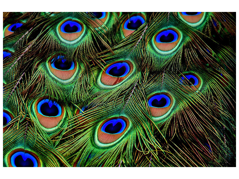 canvas-print-peacock-feathers-xxl